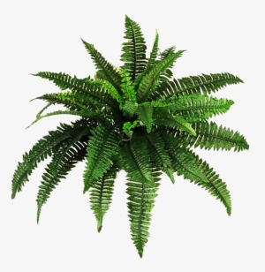Fern Transparent - Plant Png Hd #4404055