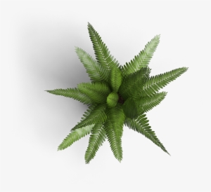 Fern Top Down Png #4404138