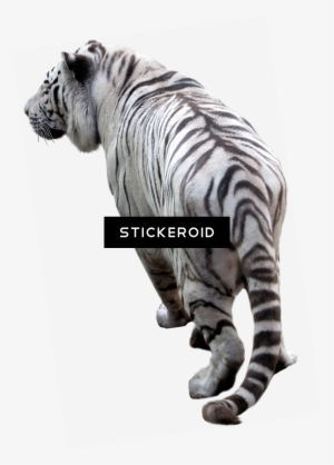 Tiger - Tiger Png Full Hd #4404564