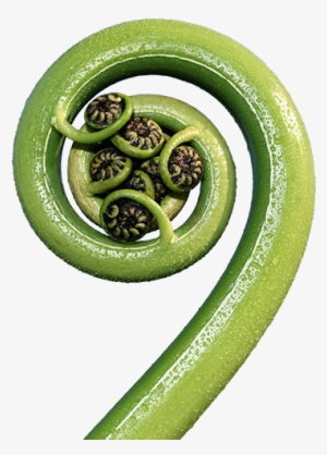 Creating Business Value Through Sustainability - Fern Frond Transparent Png #4404566