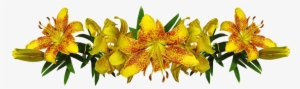 Lilies, Yellow, Asiatic, Flowers, Arrangement, Garden - Flower #4404975