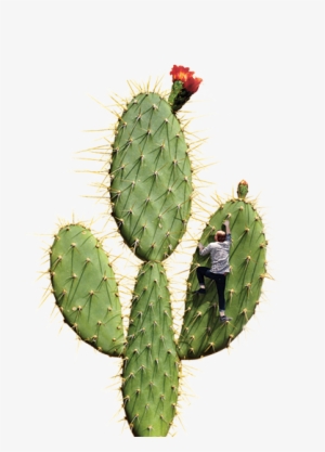 Bam-cactus - Cactus #4405775