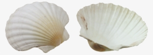 Seashell Png - Seashell #4406159