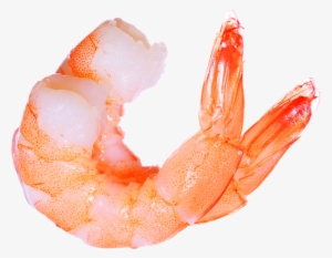 Free Shrimp Png Images - Camarão Png #4406231