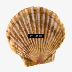 Seashell Animals - Жемчужина В Мутной Воде #4406265