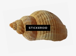 Seashell Animals - Shell #4406376