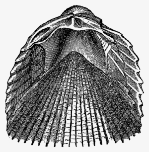 Digital Sea Shell Downloads - Black And White #4406415