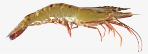 Black Tiger Shrimp - Black Tiger Shrimp Png #4406517