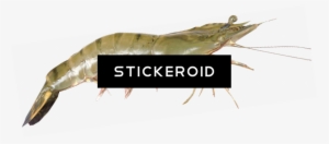 Shrimps - Litopenaeus Setiferus #4406553