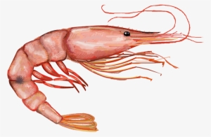 Shrimp Clipart Png - Pink Shrimp Png #4406592