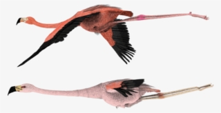 Flying Flamingo Png - Pink Flamingos Flying Png #4406675