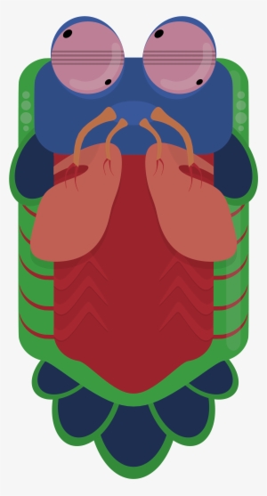 Animal[animal] [artwork Only] Mantis Shrimp - Mantis Shrimp Deeeep Io #4406718