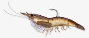 Koppers Live Target Shrimp Pre-rigged Soft Bait, 3 #4406870