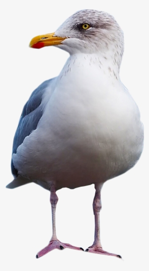 Gull Standing Png Image - Gulls #4406963