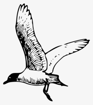 Drawn Seagull Seagull Wing - Seagull Clipart Black And White #4407042 Drawn Seagull Seagull Wing - Seagull Clipart Black And White #4407042