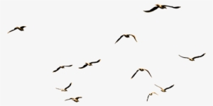 A Big Group Of Cutout Seagulls Flying Around And Having - Prison Ministry By Mail #4407077 A Big Group Of Cutout Seagulls Flying Around And Having - Prison Ministry By Mail #4407077