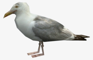 Seagull Png Download - Gta V Seagull #4407087 Seagull Png Download - Gta V Seagull #4407087