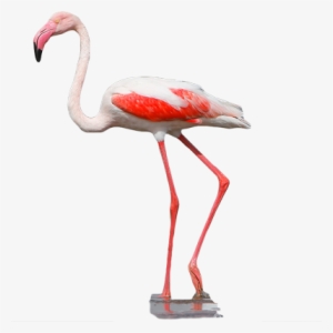 Greater Flamingo #4407090