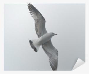 European Herring Gull #4407119