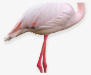 Flamingo Png Transparent Images - Portable Network Graphics #4407170