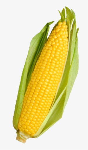 Corn Png Cliparts Suggest Cliparts & Vectors - Vegetables Corn #4407263