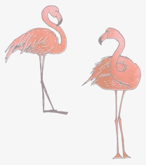 Collection Of Free Flamingo Vector Skeleton - Flamingos #4407283