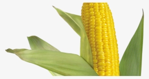 Corn Stock Transparent Background #4407318