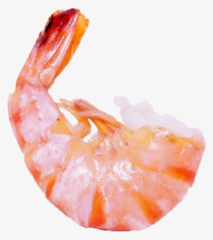 Shrimps Png Images Clipart Free Download - Little Shrimp #4407426