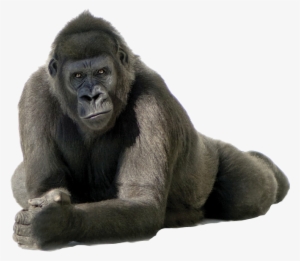 Gorilla Png #4408111