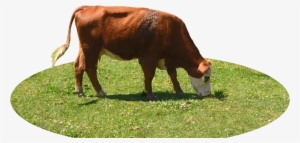 Cattle Grazing Png #4408499
