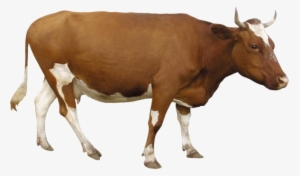 Brown Cow Png Image Background - Transparent Background Cow Png #4408609 Brown Cow Png Image Background - Transparent Background Cow Png #4408609