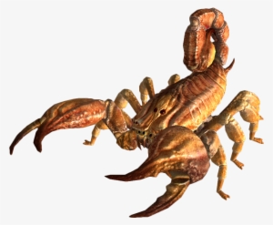 The Vault Fallout Wiki - Bark Scorpion #4409300