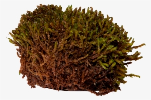 Scorpion Moss - Caribou Moss Png #4409417