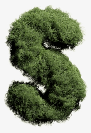 Moss Font - Non-vascular Plant #4409458
