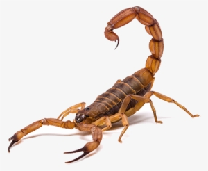 Scorpion Pest Control In Las Vegas - Scorpion Animal Png #4409566