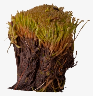 3d View - Arctic Plants Roots #4409567