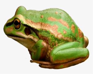 Green And Golden Bell Frog #4409592