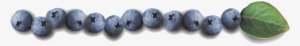 Helyn's Plant-based Kitchen » Blueberrylicious - Blueberry Border #4409593