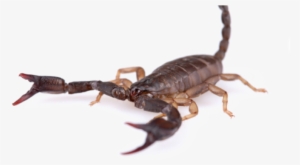 Scorpions - Scorpions Transparent #4409656