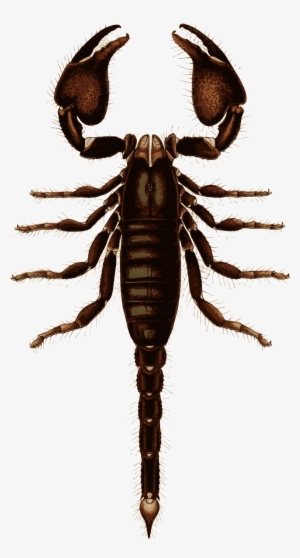 Big Image - Scorpion #4409710 Big Image - Scorpion #4409710