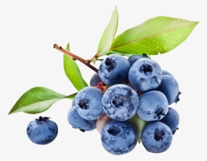 Iqf Wild Blueberry, Iqf Wild Blueberry Suppliers And - Jus De Bleuet #4409962
