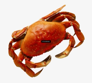 Crab - Buey De Mar Png #4410177