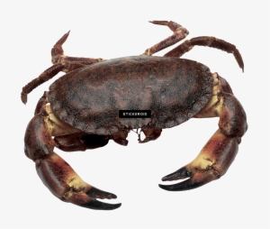 Crab - Dorset Crab #4410218