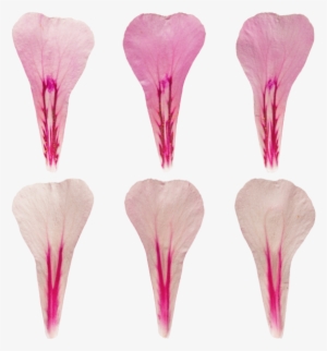 Materials - > - Nature - Artificial Flower #4410378