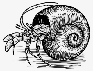 Hermit Crab Svg Clip Arts 600 X 457 Px #4410449