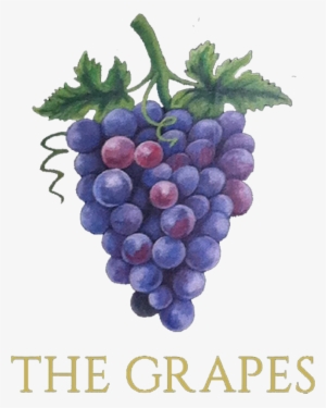 Grapes #4410488