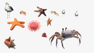 Sea Urchin Crab Starfish Sea 666131 - Starfish #4410524