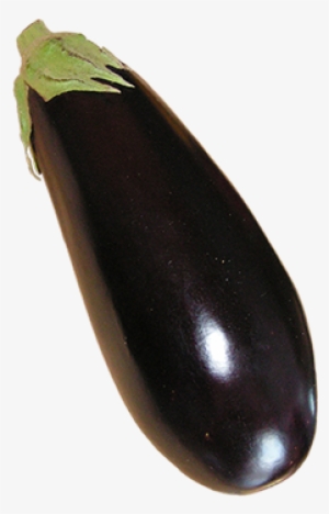 Eggplant, Aubergine Grow Guide Logo - Eggplant #4411172