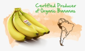 Peru Certified Producer Of Organic Bananas - Organic Bananas Peru #4411746