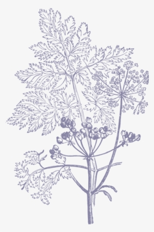 Flower Illustration Black And White Png #4413147